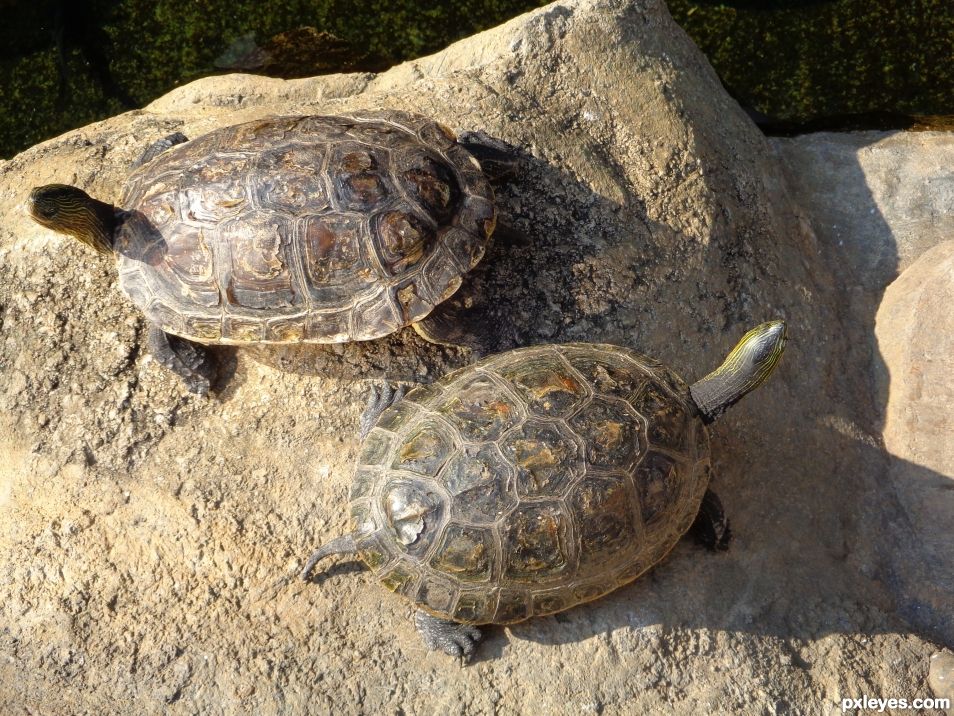 Two Tortoises