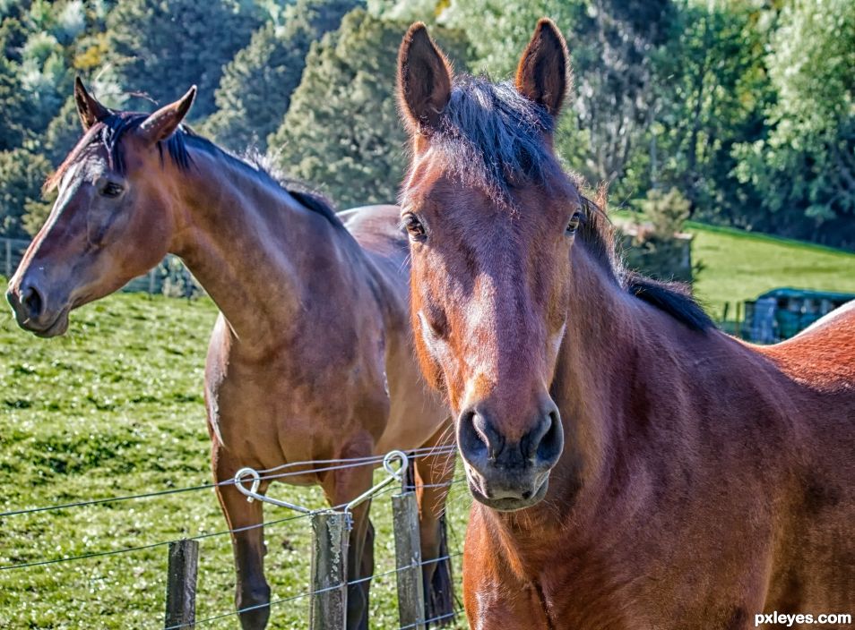 two horses