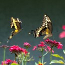pairs 2 photography contest
