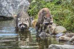 Two raccoons