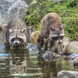 Tworaccoons