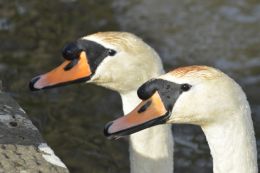 swans