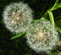 Dandelions