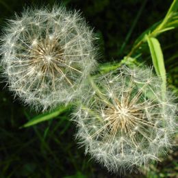 Dandelions