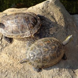 TwoTortoises