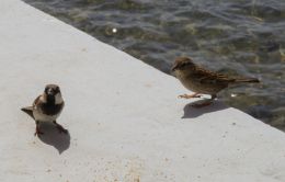 two sparrows