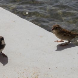 twosparrows