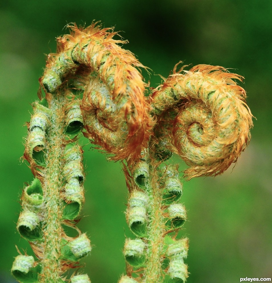 friendly ferns