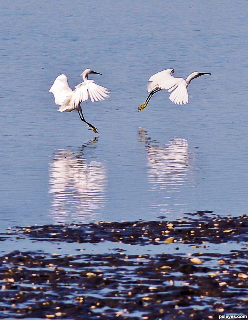 Snowy Egrets