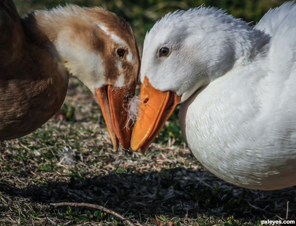 Dueling Ducks