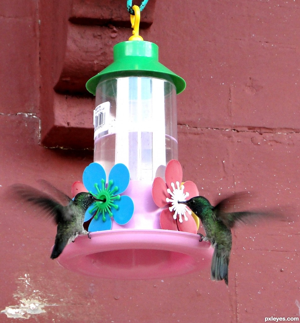 Hummingbirdsvisitation