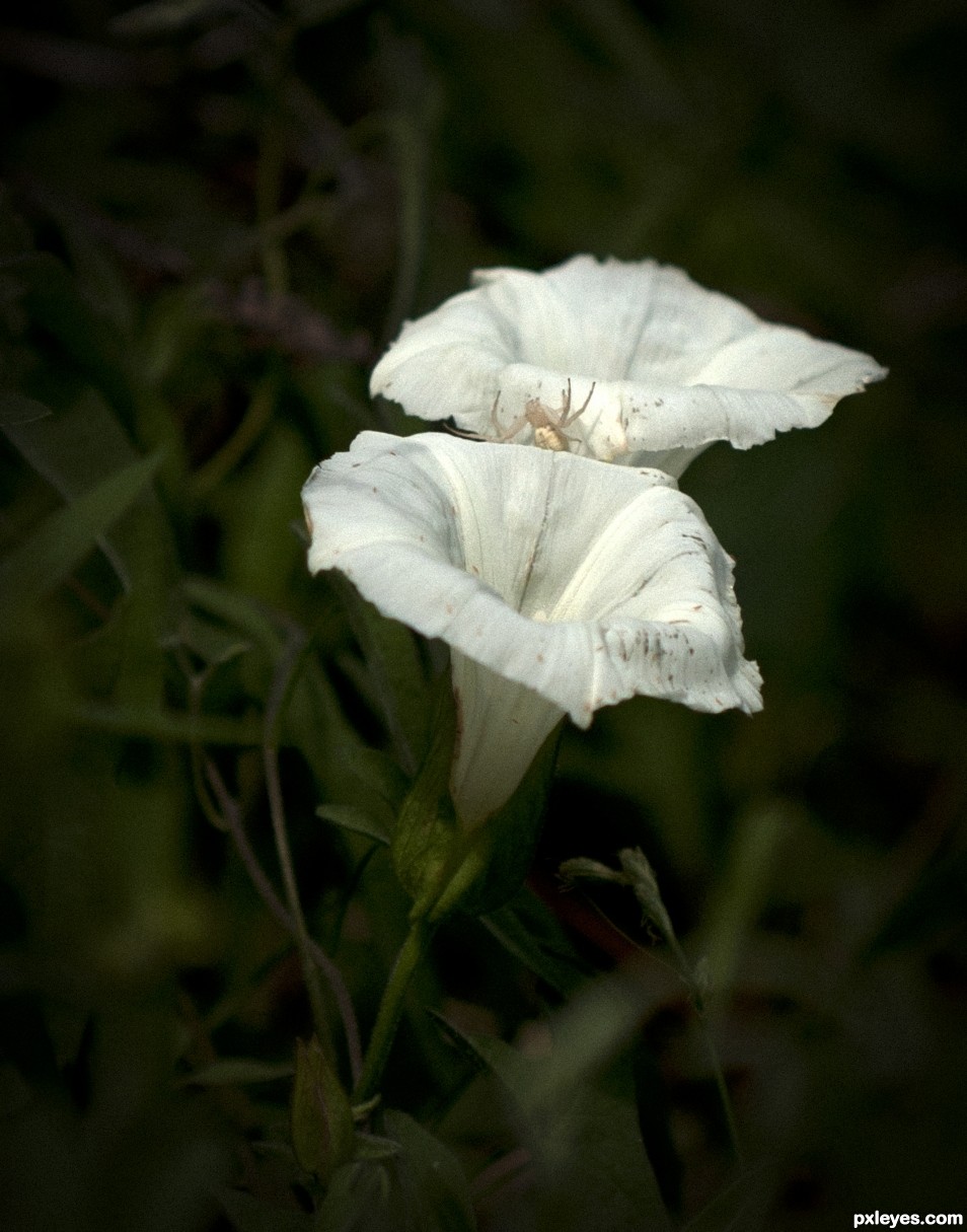 White bloom