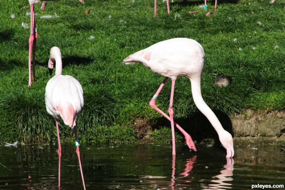 Flamingos