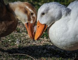 Dueling Ducks
