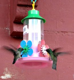Hummingbirdsvisitation