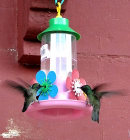 Hummingbirds