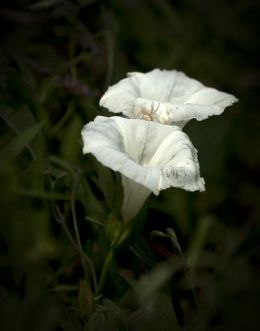 White bloom