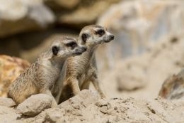 Pair of meerkats