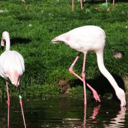 Flamingos Picture
