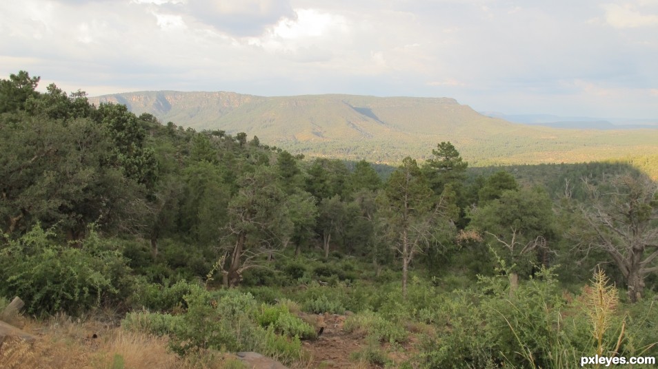 Creation of Pine Pano: Step 1