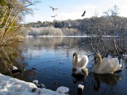 Guardians of the Lake