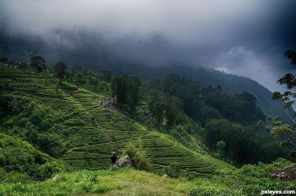 Liptons Tea Gardens , Sri Lanka