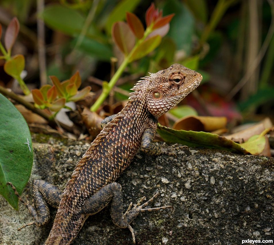 Denizen of Paradise