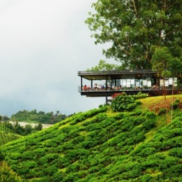 cafe at tea hill