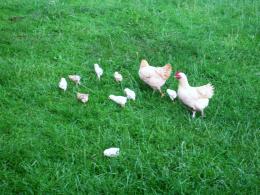 Chickens Picture