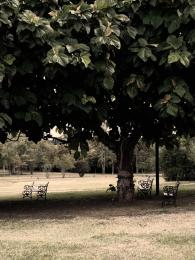 In the Shade