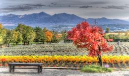 Furano National Park