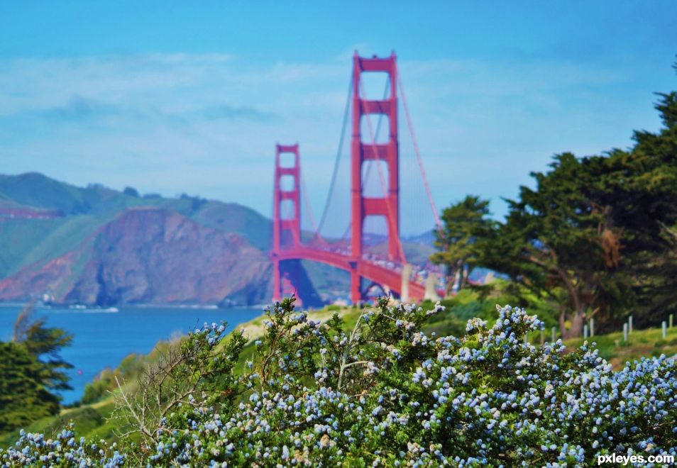 Spring blooms in San Francisco