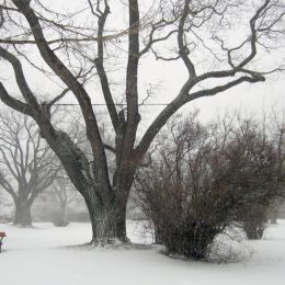 winter sleep Picture