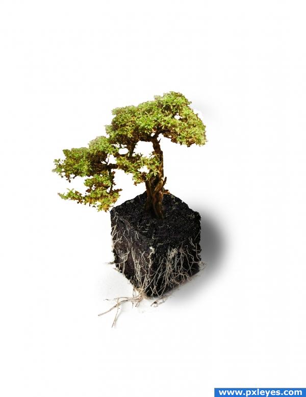 Bonsai