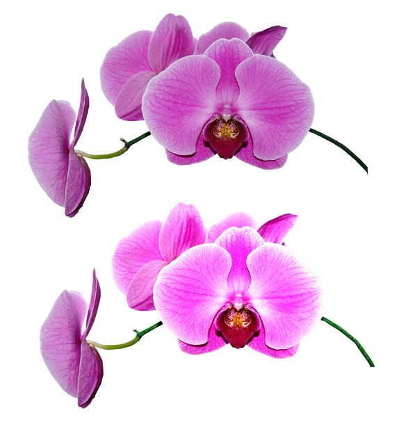 Creation of Painted Vase and Lonely Orchid: Step 9