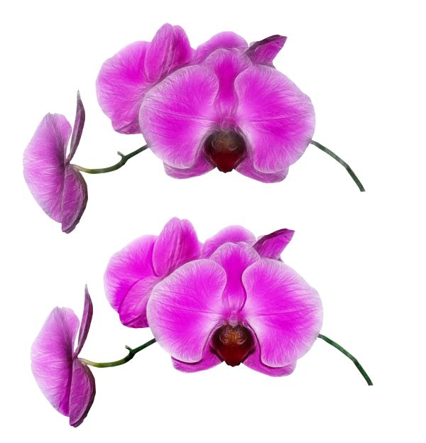 Creation of Painted Vase and Lonely Orchid: Step 10