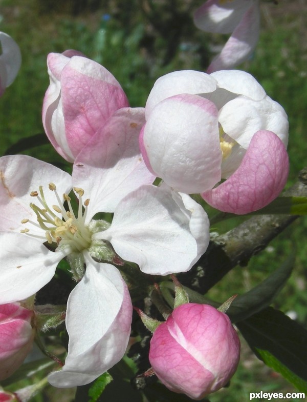 Apple blossom