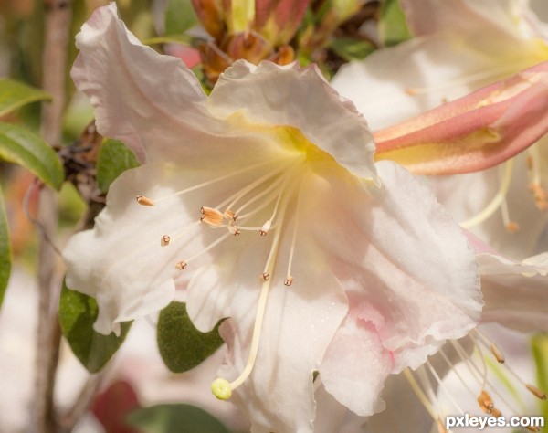 My Rhodo flowered just at the right time.