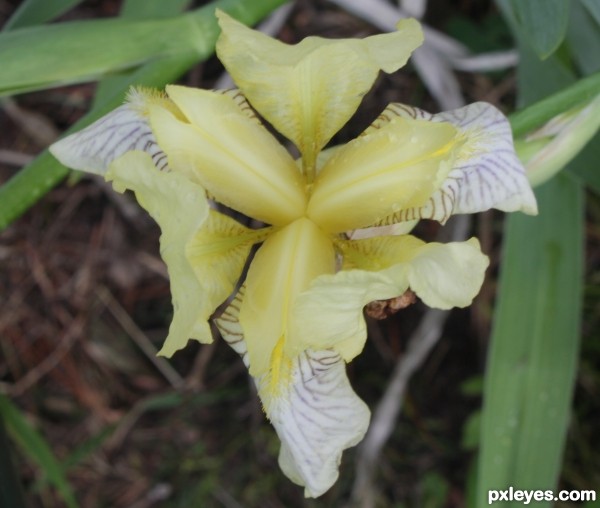 Pastel Yellow Flower