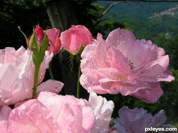 Pink roses