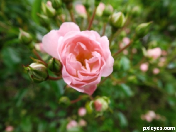Small Rose