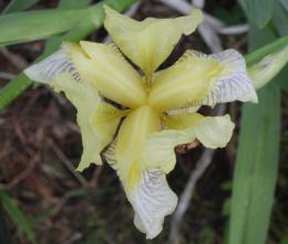 Pastel Yellow Flower