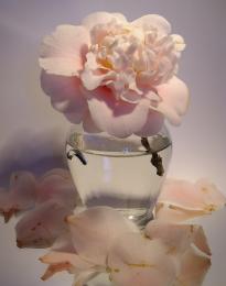 Peony pastels