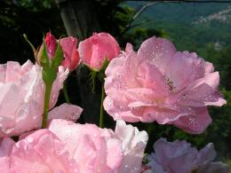 Pinkroses