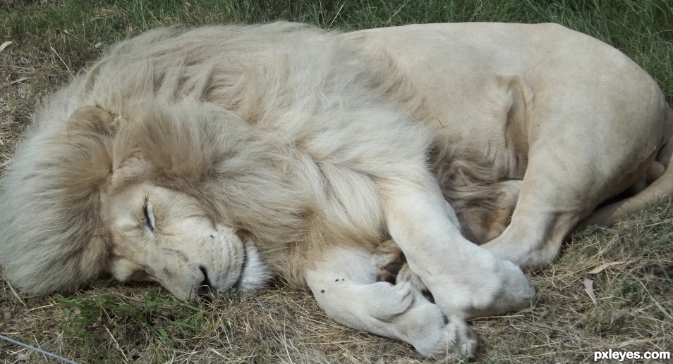 Sleeping Lion