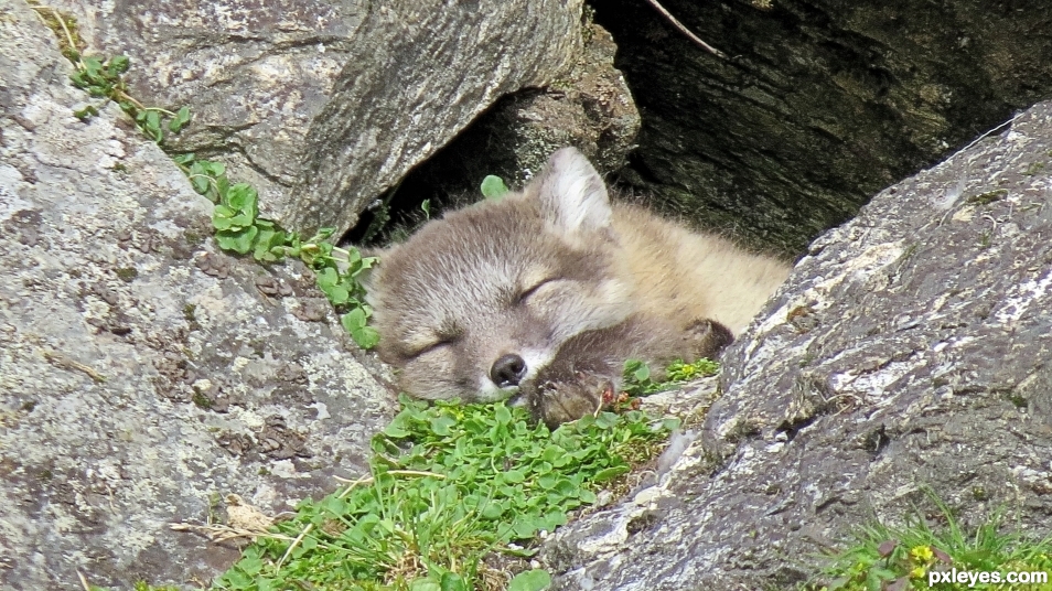 Pause for Paws: Arctic Fox