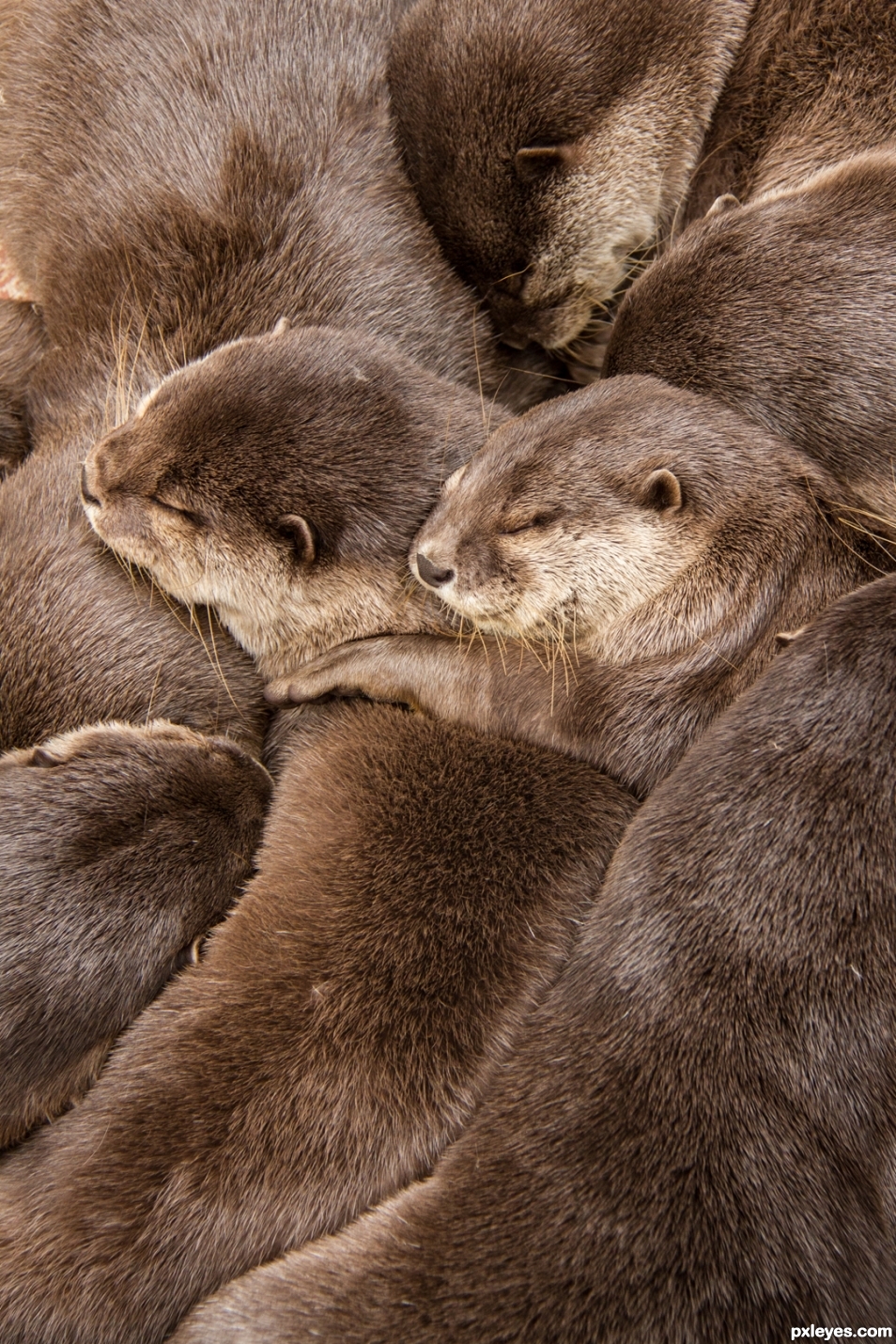 Sleeping in family