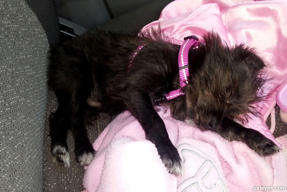 Puppy sleeping in car