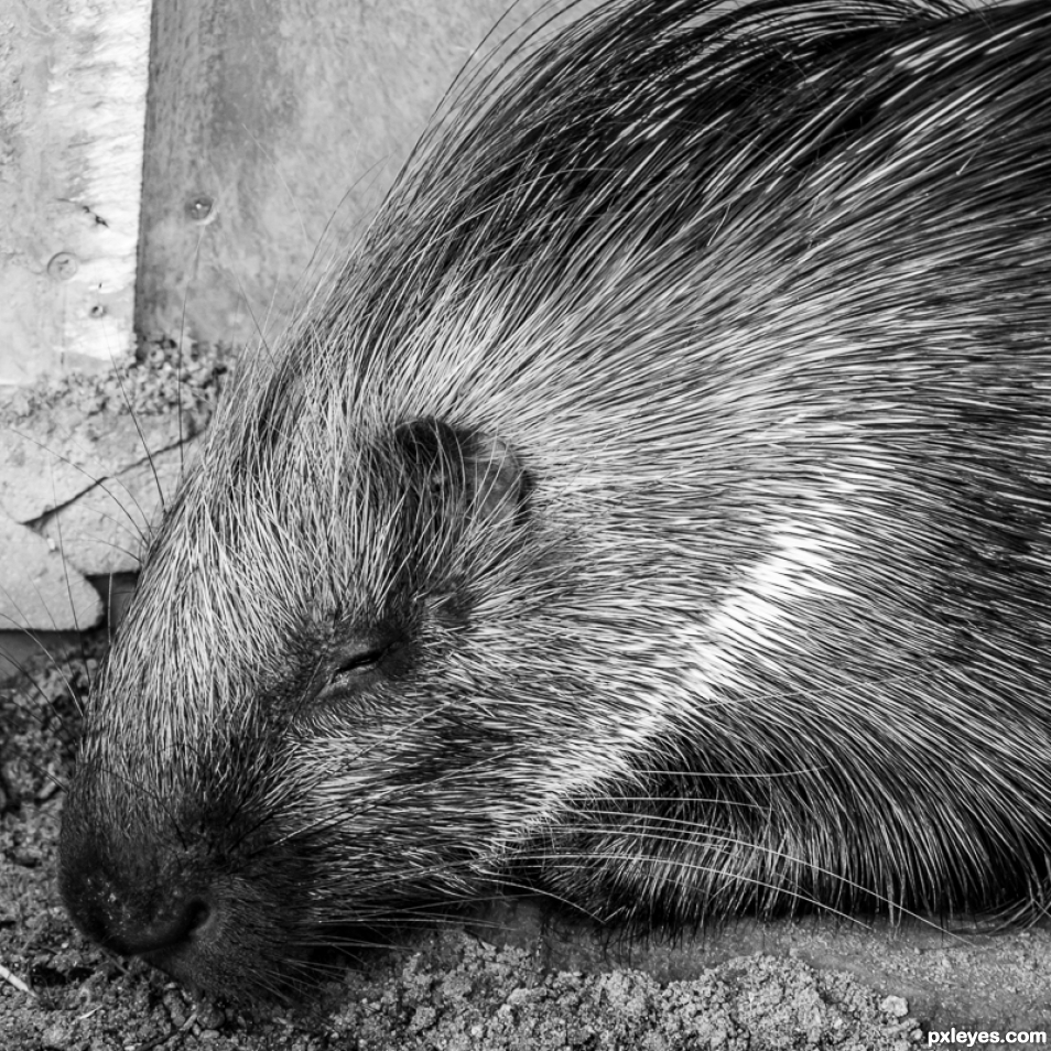 Lazy Porcupine