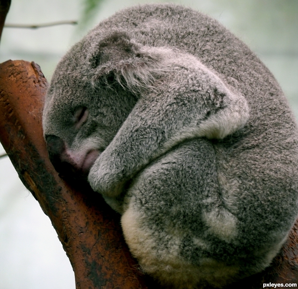 In Koala dreamland